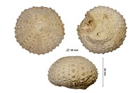 Pseudodiadema pseudodiadema